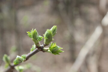 buds of a tree