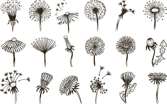Flowers dandelion sketch, vintage doodle dandelions seeds fly. Hand drawn floral graphic, abstract summer spring art blossom neoteric vector elements