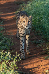 Cheetah on the prowl - african safari. Fastest land animal, spotted cat. © Ragnhild
