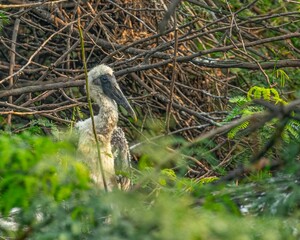 Selective focus shot of young painted stork on the nest made with branches