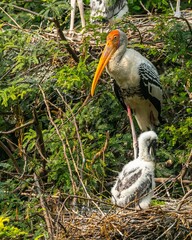 Painted stork with its juvenile on the nest made with branches