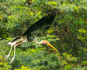 Closeup of Painted stork flying between lush green trees in the forest