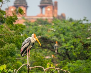 Selective focus shot of a Painted Stork resting on a tree