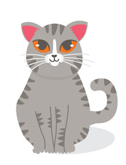 American Shorthair cat