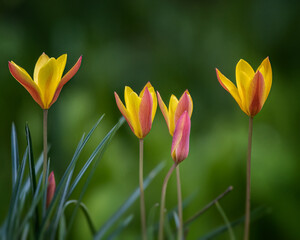 Fototapeta premium tulips in the garden - Wild Tulips
