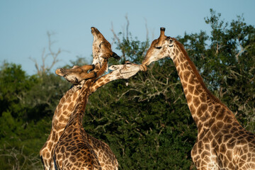 Four giraffes neck-fighting, necking giraffes, african safari.