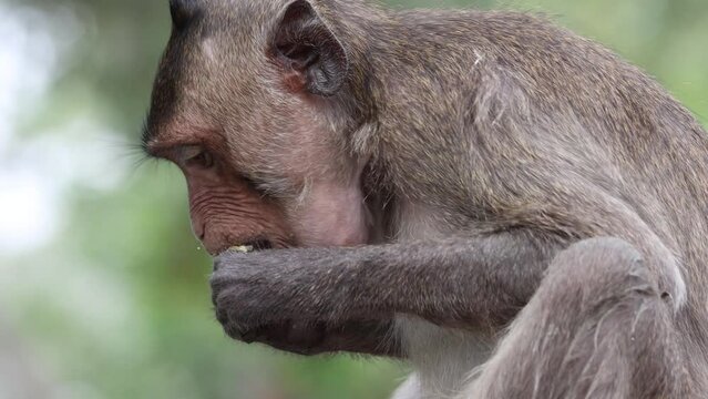 Macaque eats banana in tropical nature, Thailand