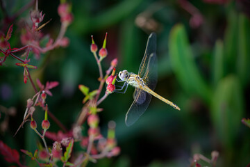 Dragonfly among wild red flowers