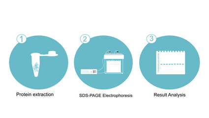 The methodology workflow of protein detection (identify, purify) with SDS-PAGE electrophoresis technique.