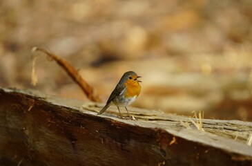 
European Robin (Erithacus rubecula) Muscicapidae family.  Hanover, Germany.