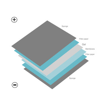 The transfer stack that including Sponge, Filter paper, Gel, and Membrane for protein transfer of membrane for western blot technique.