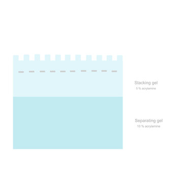 The Polyacrylamide gel for SDS-PAGE electrophoresis technique that contain the two layer of Stacking and Separating gel in 5% and 10% acrylamide, respectively.
