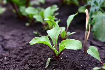 young beet sprouts on a garden bed