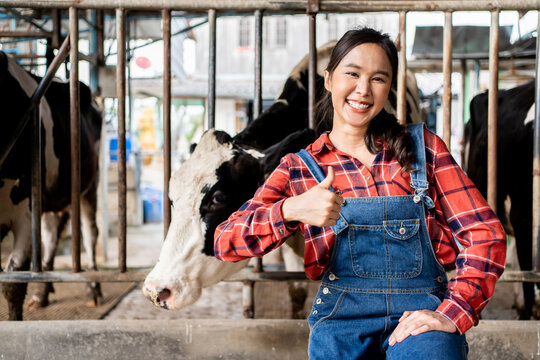 Asian Female worker posing on a cow dairy farm inside a cowshed. Positive Cheerful cowgirl working with the milking herd at cowhouse on farm