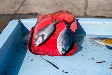 two fishes on a red plate at the market of marseille