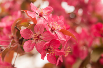Fototapeta na wymiar Pink almond flowers on branch, latin name Prunus dulcis