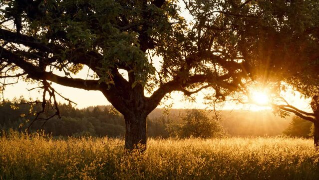 Rural landscape at sunrise, with the sun behind trees on a beautiful meadow, gold tones, panning movement