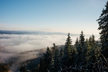 High-angle view of the pine trees wood and tthe white clouds.