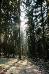 View of pine trees wood covered by snow under the sun light.