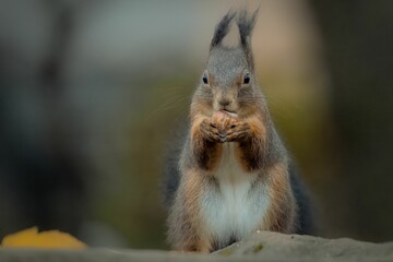 Closeup shot of an adorable squirrel (Sciuridae) eating a nut on the blurred background