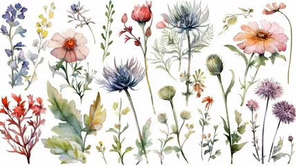 Fototapeten delicate watercolor beautiful meadow flowers on white background. generative ai   © pa-ka