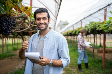 Fototapeta premium Commercial Grape Vineyard Farming. farmer worker or winemaker inspecting quality of Black Opal Grapes during harvest season for highest quality agricultural product in commercial vineyard.