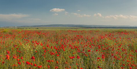 poppy field on a sunny day