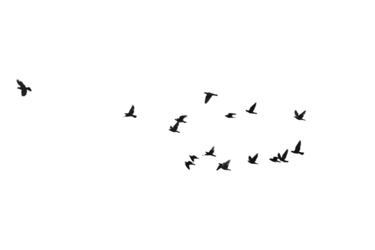 Flocks of flying pigeons isolated on white background. Save with clipping path. 