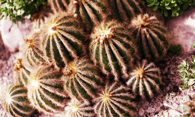 Big flower cactus plants in soil.