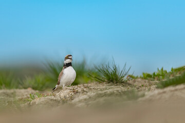Little ringed plover with blue sky on background (Charadrius dubius)