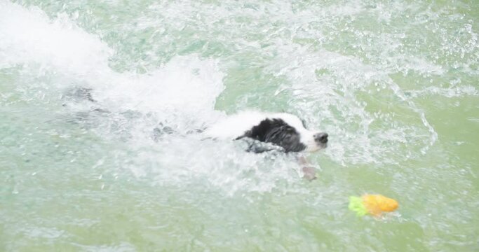 Playful black and white border collie fun play at swimming pool. Happy cute dog jump and dive to catch up toy into water. Summer activities, training sport exercise Family pet lifestyle. slow motion.