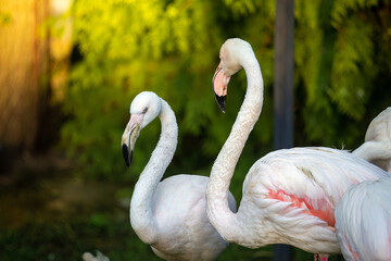pink flamingos on a background of green trees close-up