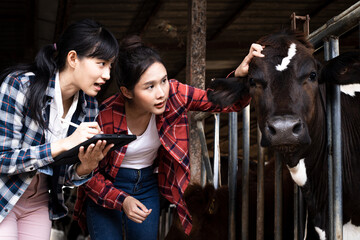 Asian woman veterinarian in red coat squatting beside cattle and holding tablet in cowshed. Dairy...