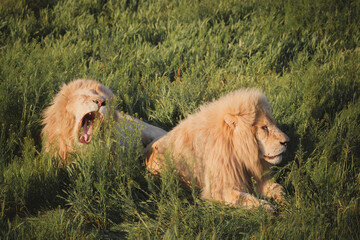 lions play lying on the grass