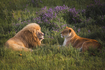 lion and lioness lie in the grass