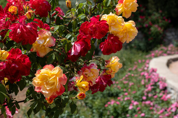 bush rose on the background of the path