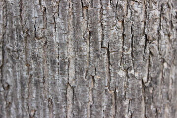 old wood texture