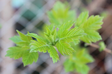 close up of leaves