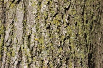 tree texture