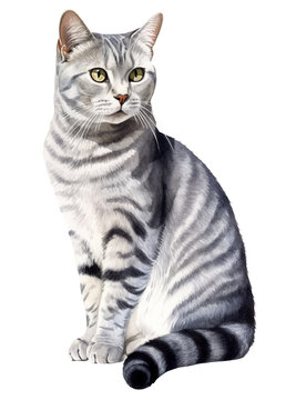 アメリカンショートヘアの水彩イラスト／猫／AI画像