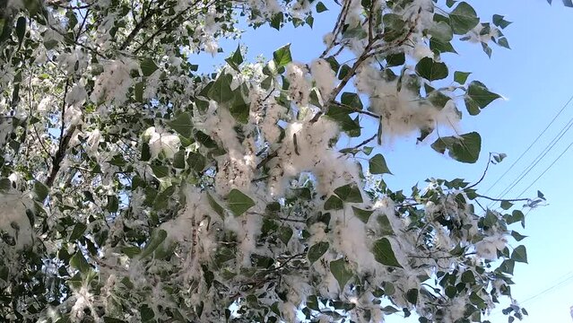 A branch with white fluff of a flowering poplar against blue sky on sunny day. Large branch with many flowers of flowering poplar from white fluff. Branch with tree flowers. Poplar tree seasonal bloom