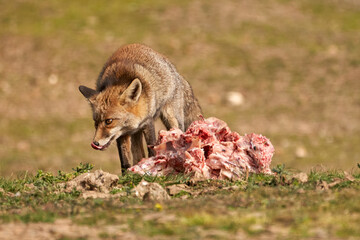 Beautiful close portrait of a common fox sticking out its tongue hungry over a piece of meat on the ground in the sierra de andujar, andalucia, spain