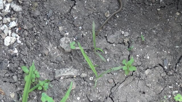 A young grass-snake (Natrix natrix) crawls on the cracked ground. Northern Black Sea region