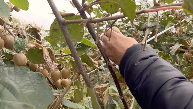 Footage of a hand picking kiwi fruits from a tree.