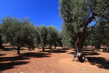 Fototapeta premium Olive grove in Apulia, Italy