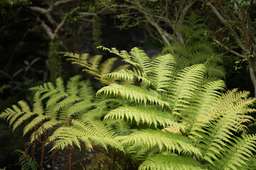 Golden moss fern Chain Fern close up