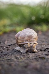 A garden snail walks along a muddy path.