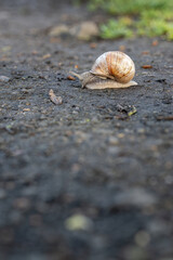 A garden snail walks along a muddy path.