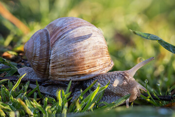 A garden snail eats grass.
