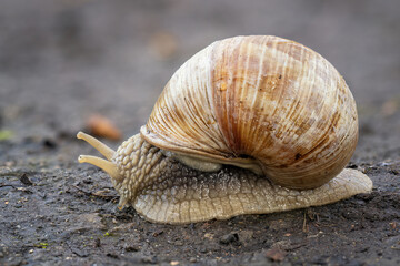 A garden snail walks along a muddy path.